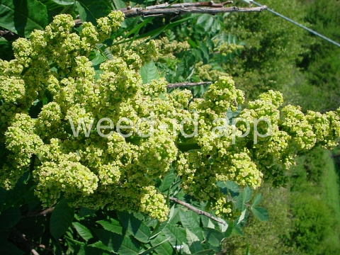 sumac, smooth